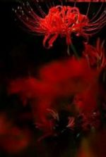 why the lilies turned red