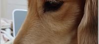 daschund